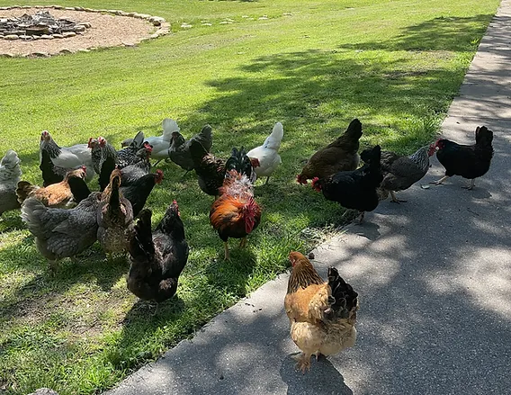 Farm