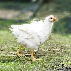 Broilers